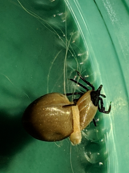 Photo of Ixodes pacificus by Paul Dawson